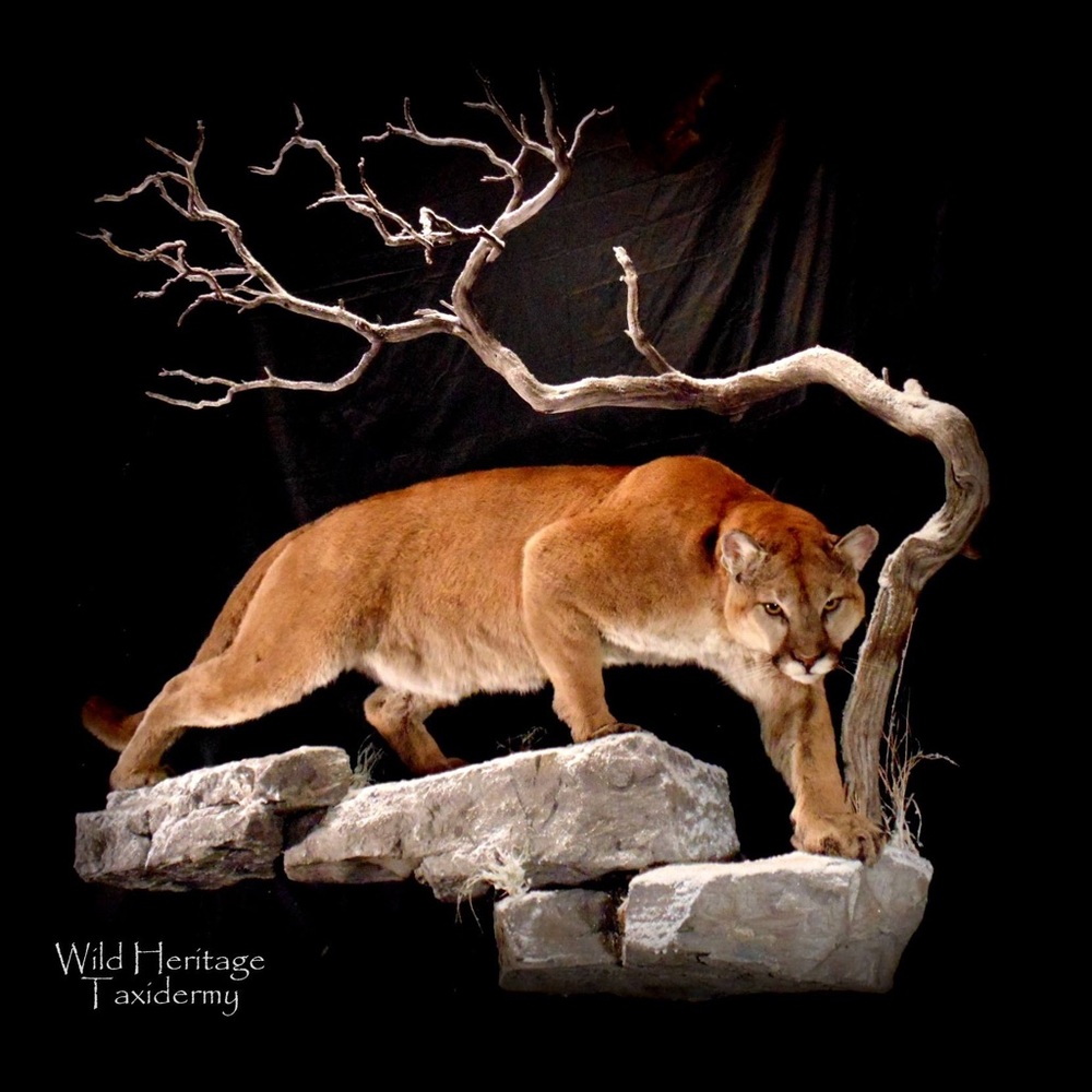 Meet your Posher, Cobi